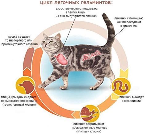 Лечение глистной инвазии у котят