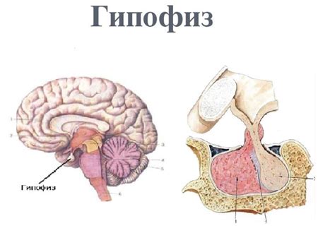 Лечение истощения гипофиза