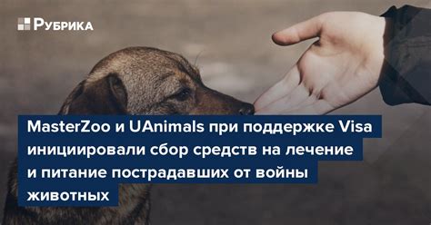 Лечение и реабилитация пострадавших животных