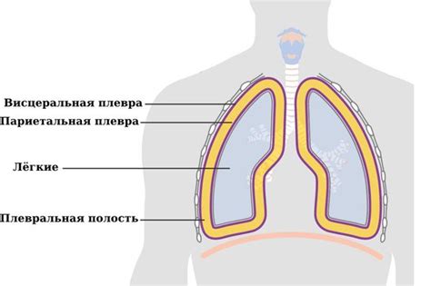 Лечение мелких субплевральных апикальных булл легких