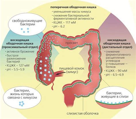 Лечение нарушения микрофлоры уретры