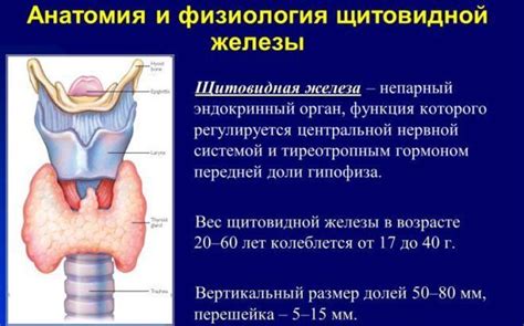 Лечение недостатка гормонов щитовидной железы