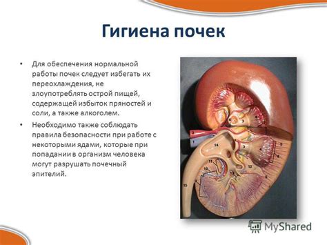 Лечение расширения чашечек почек методами хирургического вмешательства