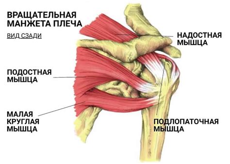 Лечение сжатия плеча