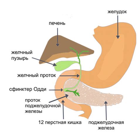 Лечение сфинктера одди