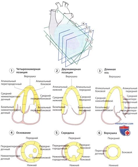 Лечение умеренных изменений миокарда нижней стенки левого желудочка