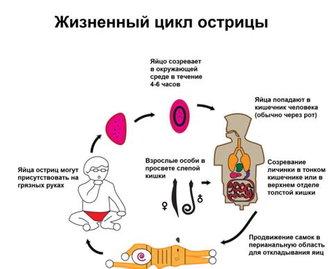 Лечение энтеробиоза