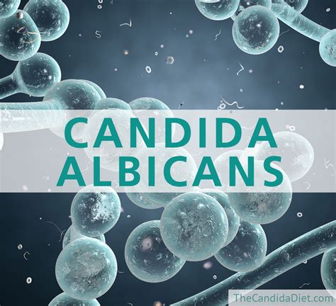 Лечение Candida Albicans