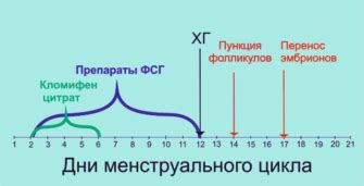 Лидирующий фолликул: основные моменты