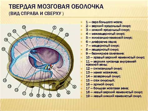 Ликворные пути: важность и проходимость