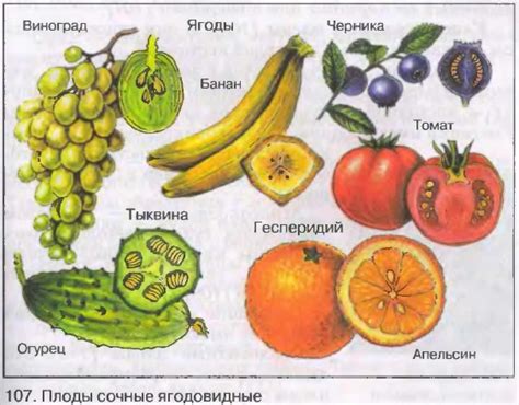 Лимон и связанные с ним плоды: что они символизируют в сновидениях?