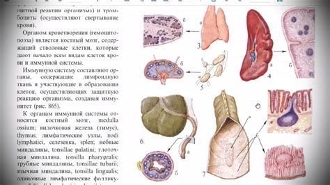 Лимфоидная система: основные элементы и их значимость