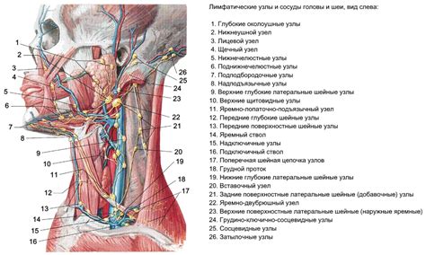 Лимфоузлы: Типы и структура