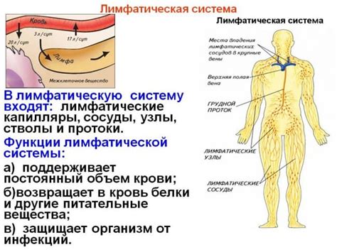 Лимфоузлы: функция и роль