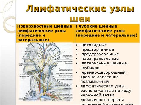 Лимфоузлы: что это и зачем они нужны?