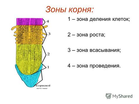 Лингвистическое значение боковых корней