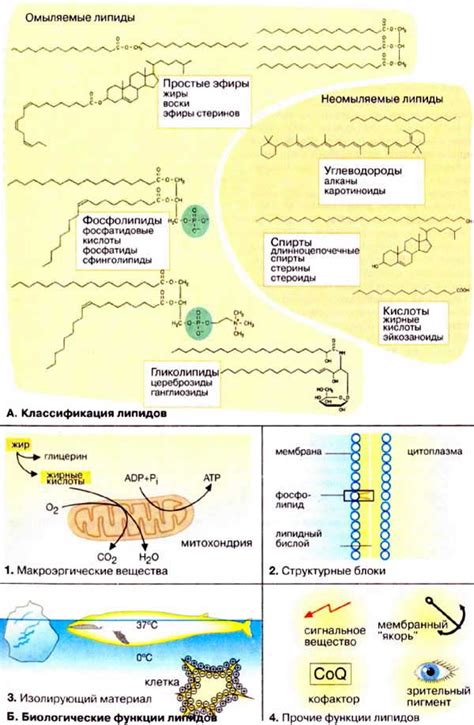 Липиды неполярные: значимая функция и роль в организме