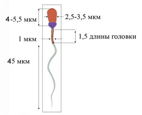 Липоидные тельца: определение и суть явления