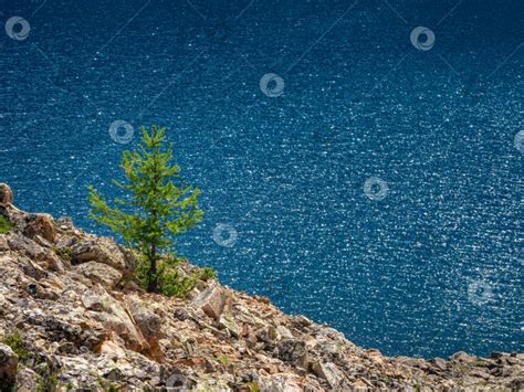 Литературное понимание снов с хвойным деревом