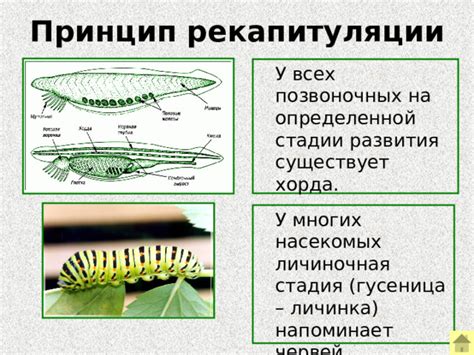 Личиночная стадия в жизни насекомых