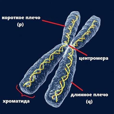 Лишняя хромосома: определение и причины возникновения