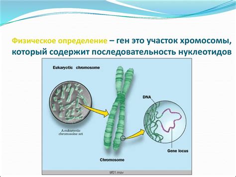 Локализация гена: понятие и значение