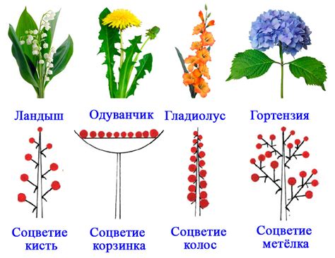 Луковая головка: значение, разновидности и применение