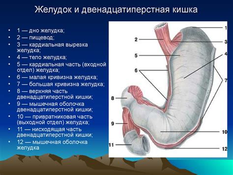 Луковица двенадцатиперстной кишки