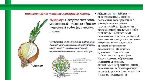 Луковицы и подсознание: Толкование снов о ростениях и цветоведении