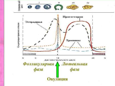 Лютеальная фаза