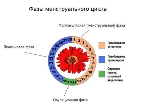 Лютеиновая фаза цикла: роль прогестерона