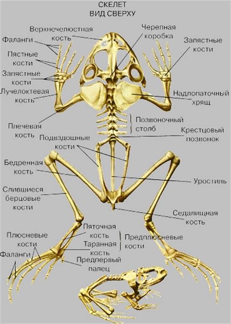 Лягушки в водном сосуде: предзнаменование грядущих перемещений