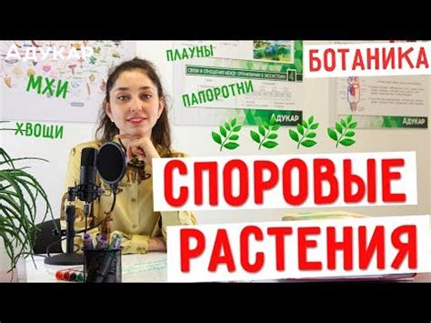 Магическая энергия мховых растений в сновидениях