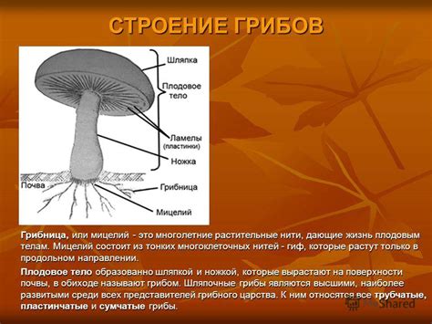 Магическое значение грибного сна и его связь с ценой на эти особенные растения