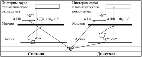 Магний антагонист кальция: принцип действия и значение для организма