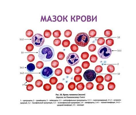 Мазок периферической крови: что это такое?