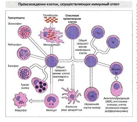 Макрофаги и их роль в лимфатическом узле