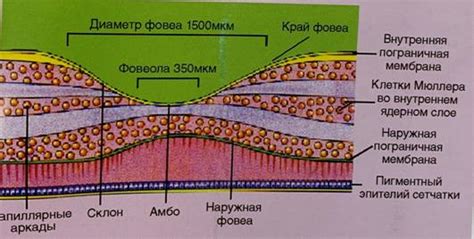 Макулярная зона: перераспределение пигмента