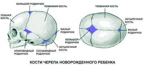 Макушка сбоку у ребенка