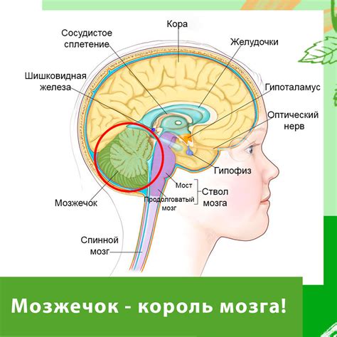 Маленький мозжечок: почему это важно?