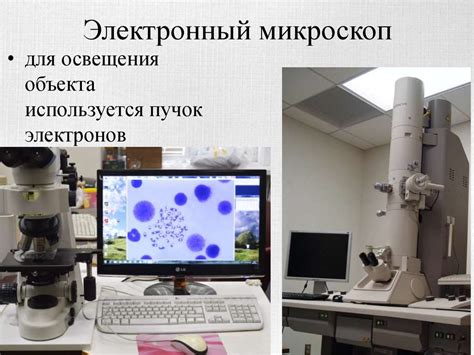 Малодифференцированные клетки: способы исследования