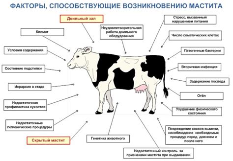 Маститные коровы: причины, симптомы и лечение