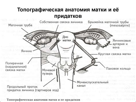 Матка: основные функции и строение