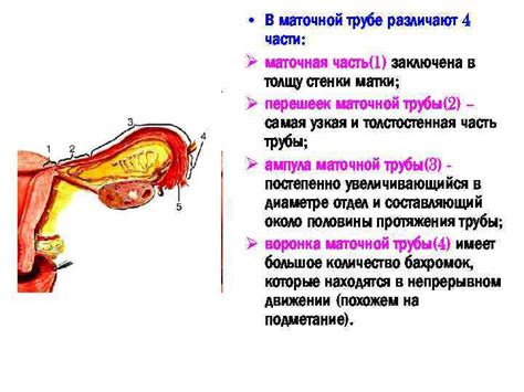 Маточная труба в яичнике