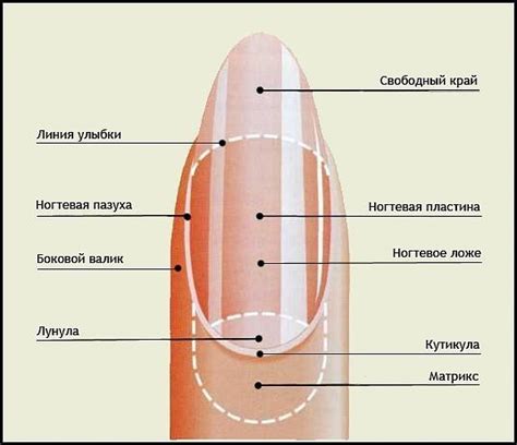 Матрица ногтя: что это такое и как она нарушается?