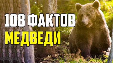 Медведи и внутренняя мощь: разгадка снов о медведях