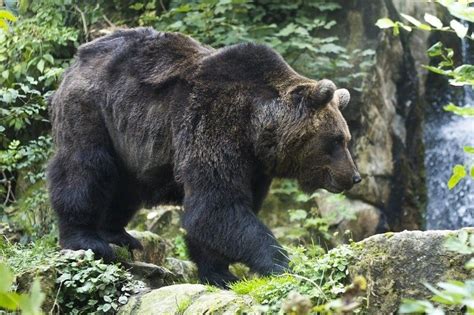 Медвежья походка: причины и симптомы