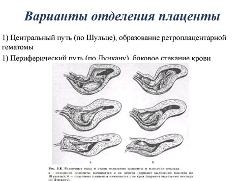 Медицинские аспекты плаценты по центру