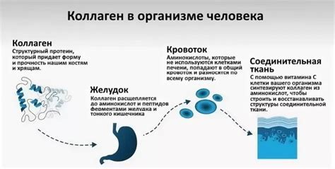 Медицинские аспекты применения гидролизата коллагена