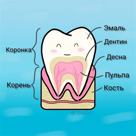 Медицинские причины появления дополнительного зуба